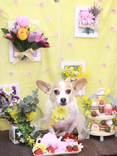 20230304うにちゃん